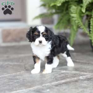 Bowen, Cavapoo Puppy